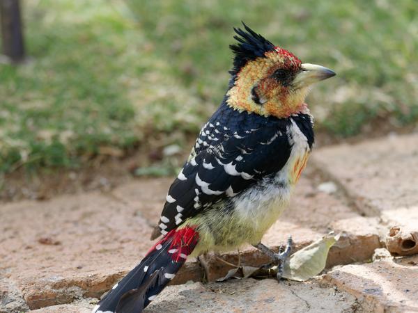 <h3><a href="/trips/safari/biota/animalia/chordata/aves/039 piciformes/007 lybiidae/trachyphonus vaillantii/trachyphonus vaillantii-en.html">Trachyphonus&nbsp;vaillantii</a> / Crested&nbsp;barbet / Kuifbaardvogel</h3>OM-1 Mark II with OLYMPUS M.300mm F4.0, 1/2000 sec at F4.0, ISO 2000, distance 4.28&nbsp;m